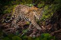 078 Noord Pantanal, jaguar